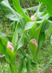 Ears Of Corn 