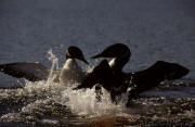 Loon Fight  TJDunnPhotography.com