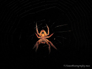 T J Dunn Photo Spider