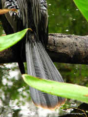Everglades Tail 