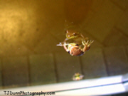 Frog Facing Reflections