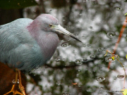 Little Blue Heron In The Rain Pool