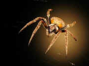 nature Orb Spider