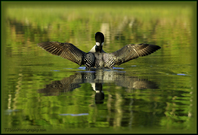 Loon photo during a morning stretch by T J Dunn