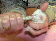 veterinarymedicalphotos-kittenfeeding.jpg (78619 bytes)