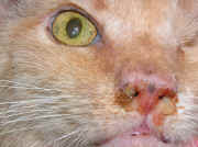 veterinarymedicalphotos_catdiseases.jpg (106172 bytes)
